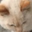 猫野あたまのサムネイル