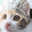画像 猫三昧　ニャツ目友人帳のユーザープロフィール画像