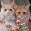 画像 ゆるゆる記録帳2021♫のユーザープロフィール画像
