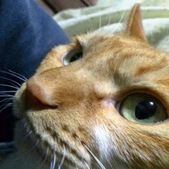 ゴブマチのプロフィール