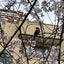 親塾　東京出身のおじさんが関西中受にトライのサムネイル
