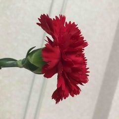 はなはなこのプロフィール
