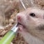どんちゃんのサムネイル