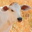 dokosolaのサムネイル
