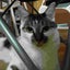 画像 レトロ猫カフェ　ノアール（noir）+ボヌール（bonheur）のユーザープロフィール画像