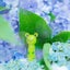 mimiのサムネイル