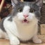 画像 愛猫ジルベールの日常・FIP闘病日記のユーザープロフィール画像