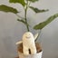 Mikkeのサムネイル