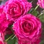 画像 『わたしらしい幸せ』の花びらを重ねる♡ローズメリアYUKIEのユーザープロフィール画像
