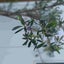 オリーブのサムネイル