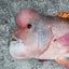 いつきのサムネイル