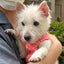 画像 元・保護犬ウエスティー よつばの日記のユーザープロフィール画像