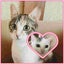 画像 三毛猫親子の徒然記録のユーザープロフィール画像