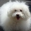 画像 保護犬預かりチェリのおうちのユーザープロフィール画像