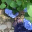 おすずのサムネイル