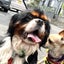 画像 保護っ子看板犬 太陽クン！ママと一緒にハッピースマイルのユーザープロフィール画像