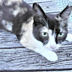 ねこのプロフィール