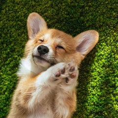 さくらのプロフィール