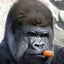 マウンテンメスゴリラのサムネイル