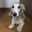 しのりんのサムネイル