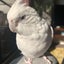 kayoのサムネイル