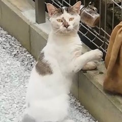 ねこちんゆーのプロフィール