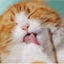 とやままのサムネイル