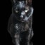 黒猫オレオのサムネイル