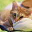 みいにゃんのサムネイル