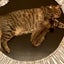 kumishin55のサムネイル