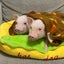 pigsmisokimuのサムネイル