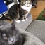 画像 腎臓病猫の記録　猫と娘の記録のユーザープロフィール画像