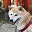 画像 シニア犬との暮らしのユーザープロフィール画像