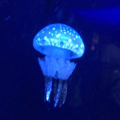 chalcosomaniaのプロフィール