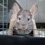 Loveげっしーのサムネイル