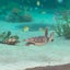 honi-honi-91のサムネイル