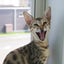 画像 RARA BENGALSのブログ〜〜猫ブリーダーの毎日〜〜のユーザープロフィール画像