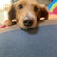 画像 みこママの保護犬預かりブログのユーザープロフィール画像