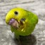 ぴぉのサムネイル