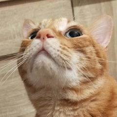 ポチのプロフィール