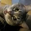 画像 明るい「おこもり」猫日和のユーザープロフィール画像
