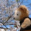 由宇のサムネイル