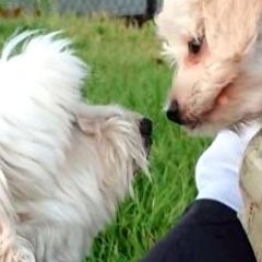 あずきのプロフィール
