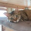 あんこうちゃんのごはんとねこ日記のサムネイル