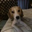 beagle-love-1のサムネイル