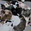 猫50匹以上保護☆親の遺産、貯金全てを事故猫、餓死寸前だった猫に使い果たしました過去約300匹保護。虹の橋を渡った猫ちゃんは霊園のサムネイル