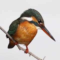 海峡のカワセミのプロフィール