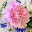 花あそび草あそびLABOのサムネイル