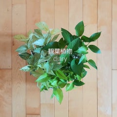 あやこのプロフィール