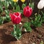 画像 tulipのブログのユーザープロフィール画像